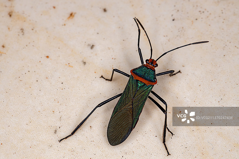 叶足虫图片素材