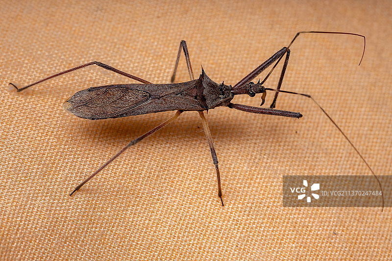 叶子上昆虫的猎蝽特写图片素材