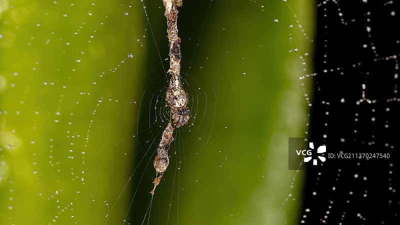 小垃圾线结网蜘蛛，蜘蛛网上的特写图片素材