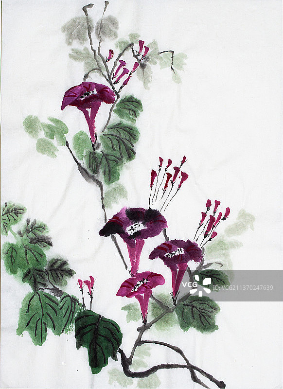 牵牛花水墨画图片素材