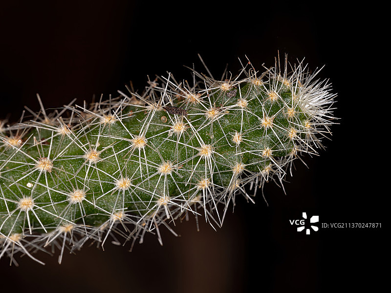 人工栽培的小仙人掌，黑色背景下的仙人掌特写图片素材
