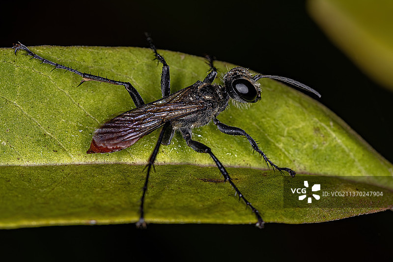 叶子上细腰蜂的特写图片素材