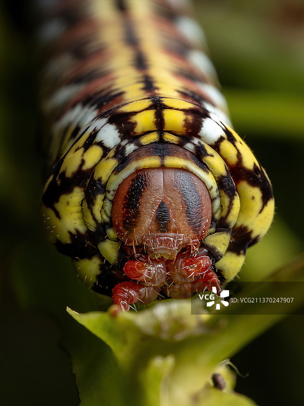 带纹天蛾的毛毛虫，叶子上昆虫的特写图片素材