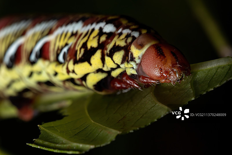 带纹斯芬克斯蛾的毛毛虫特写图片素材