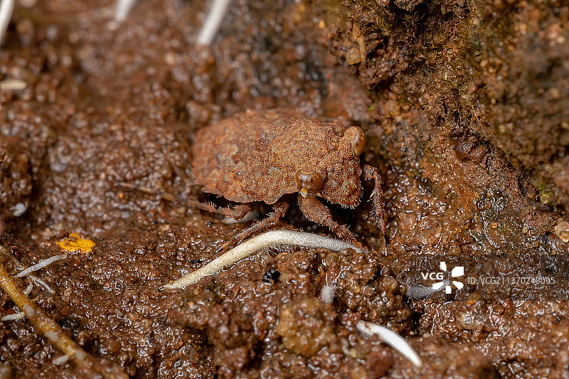 成年蟾蜍虫，岩石上的蜥蜴特写图片素材