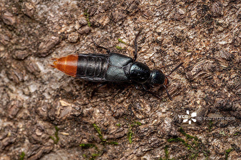成年隐翅虫，树上昆虫高视角特写图片素材