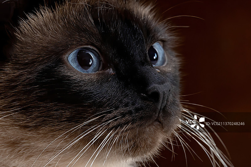 暹罗猫特写肖像图片素材