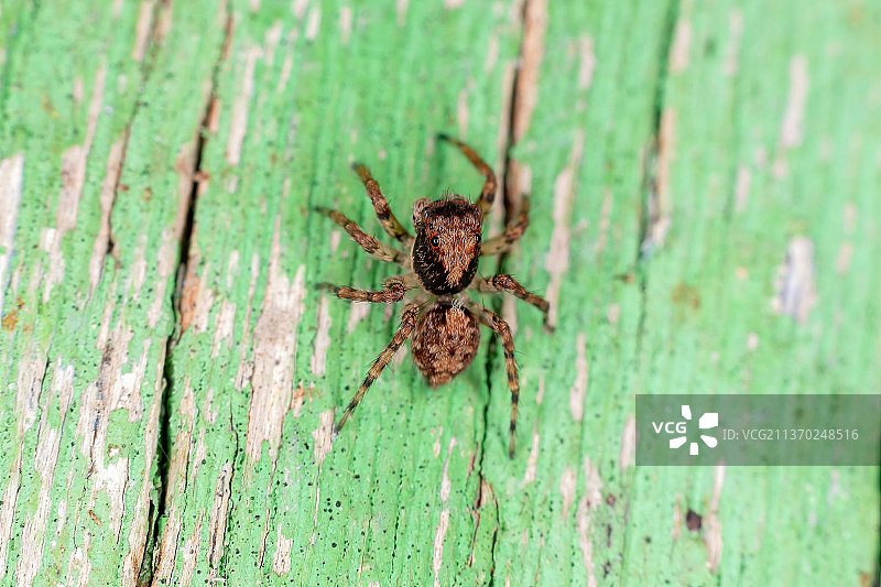 木头上的跳蛛特写图片素材