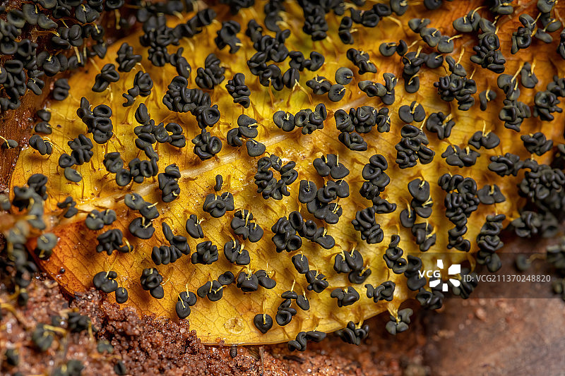散落在干燥树叶上的多头粘液图片素材