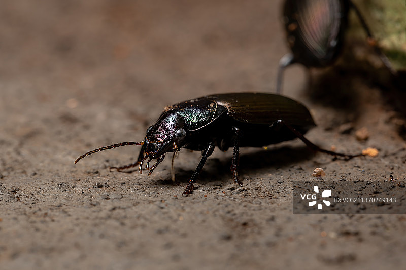 成年步行甲虫，地面昆虫特写图片素材