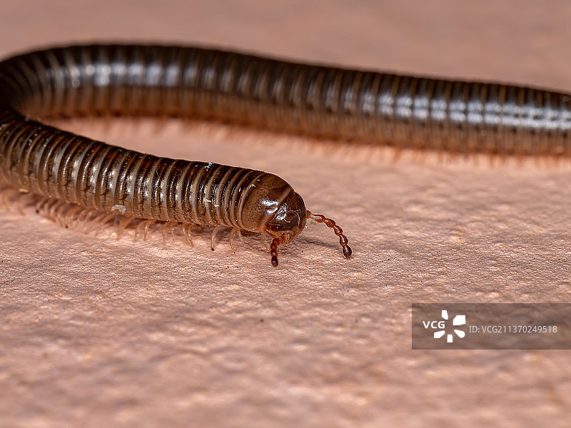巴西Parajulid千足虫：地面上昆虫的特写图片素材