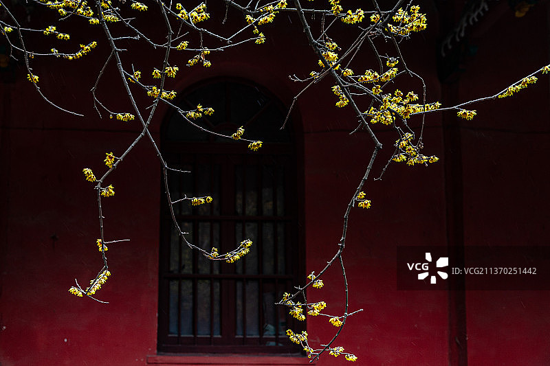 冬天盛开的腊梅花和中国风的背景图片素材