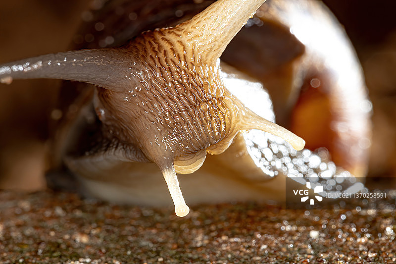 非洲大蜗牛特写图片素材