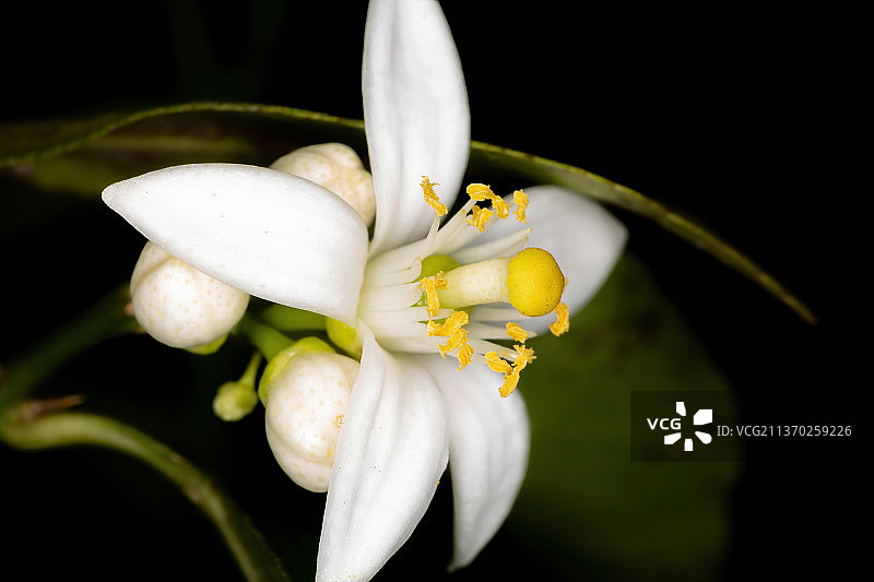白色柠檬花特写图片素材