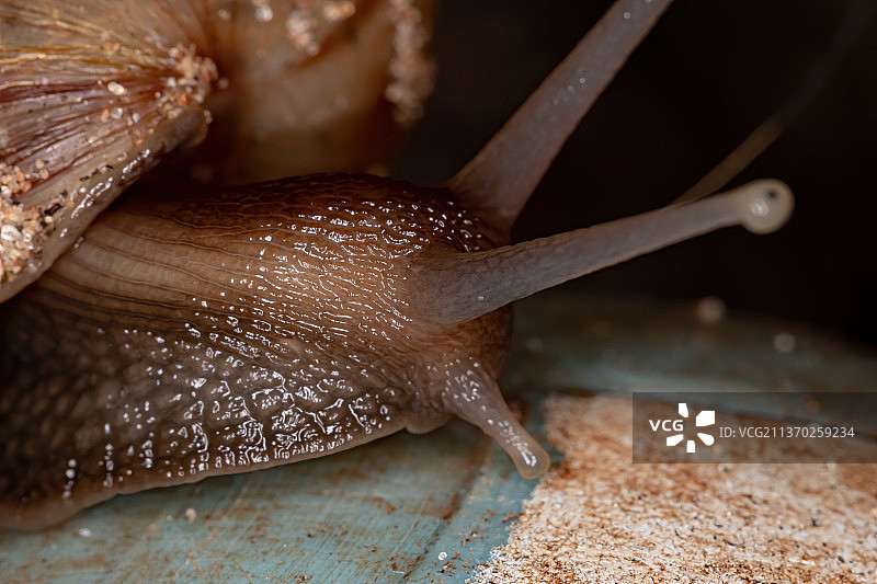 非洲大蜗牛特写图片素材