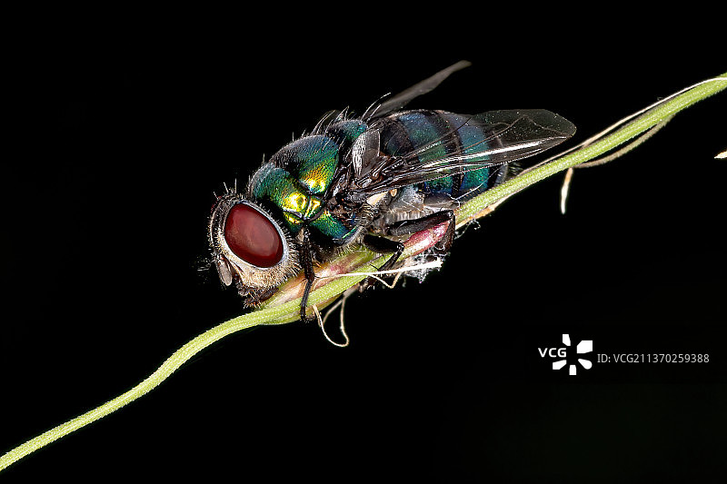 植物上的蝇特写，巴西图片素材