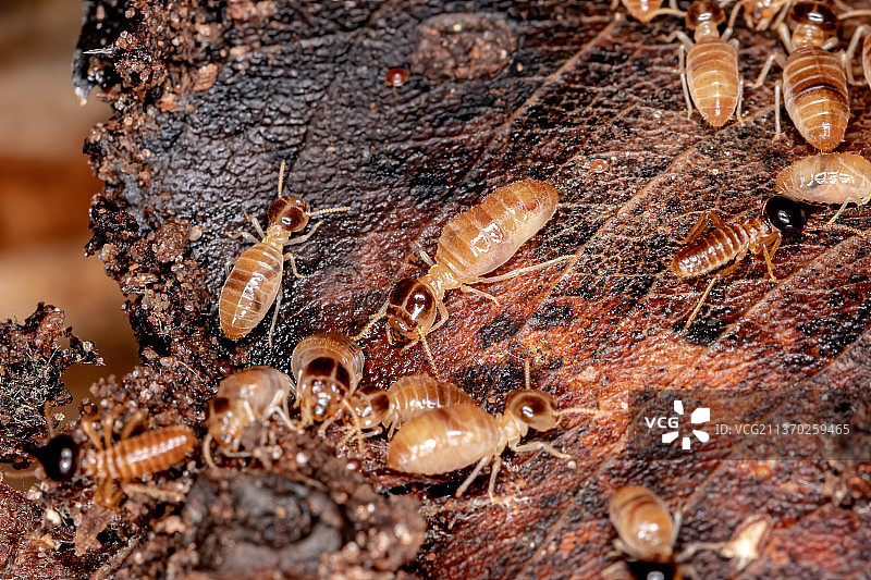 小鼻白蚁，蜂窝上的蚂蚁特写图片素材
