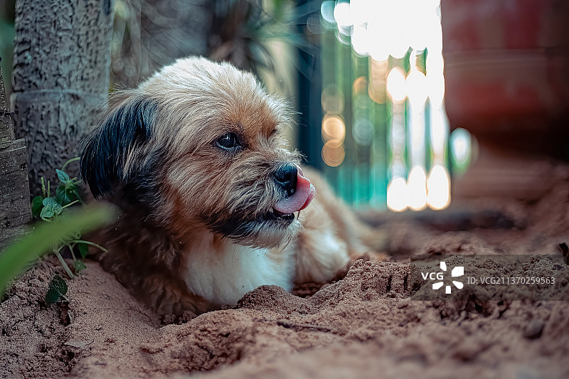 沙滩上西施犬的脸部特写图片素材