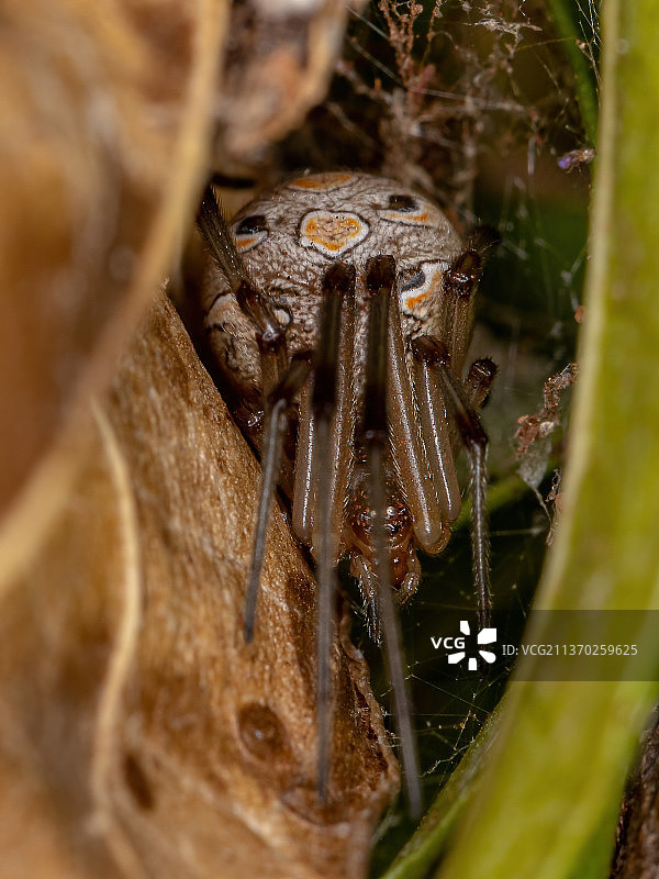雌性褐寡妇蛛，叶子上昆虫的特写图片素材