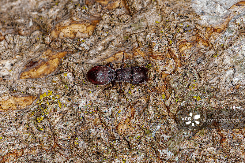 成年红色龟蚁在树干上的昆虫特写图片素材