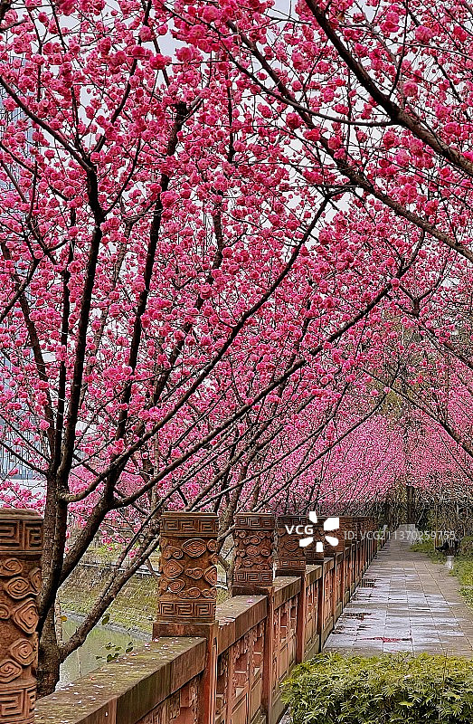 春回大地 成都望江公园红梅迎春绽放图片素材
