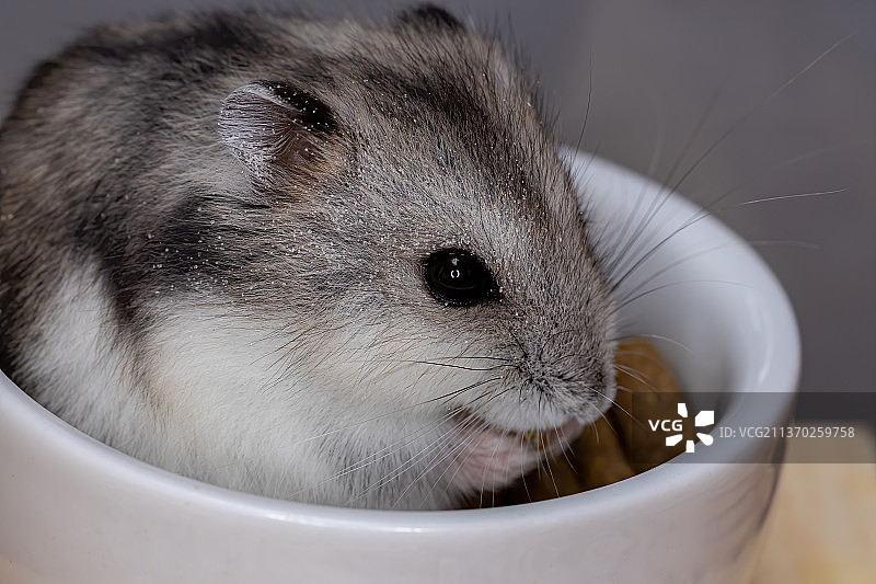 坎贝尔侏儒仓鼠特写图片素材