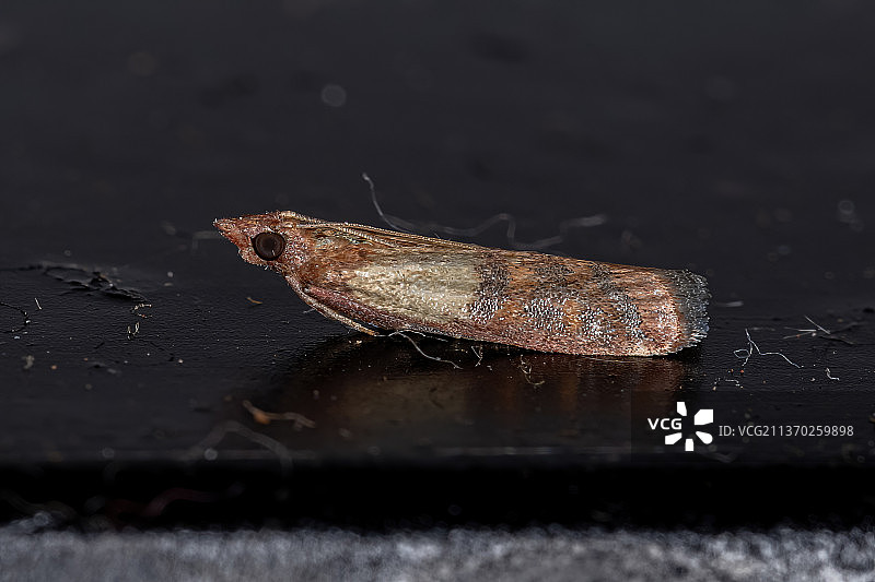 印度谷螟成虫，树叶上的昆虫特写图片素材