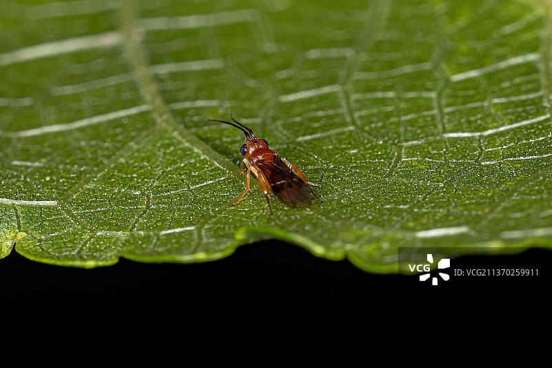 成年茧蜂，树叶上昆虫的特写图片素材