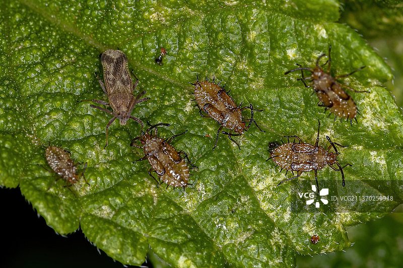 湿叶上的小型网蝽图片素材