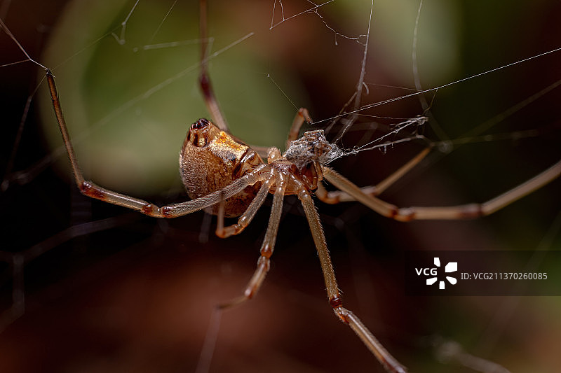 在网上结网的棕色寡妇蛛特写图片素材