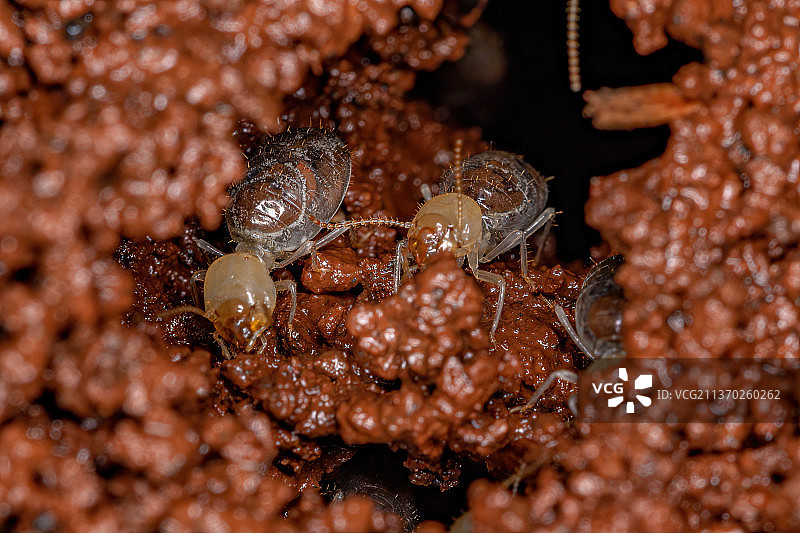 小型工蚁，蚂蚁特写图片素材