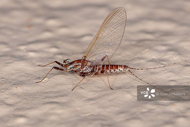 成年雌性蜉蝣 насекомых 叶子特写图片素材
