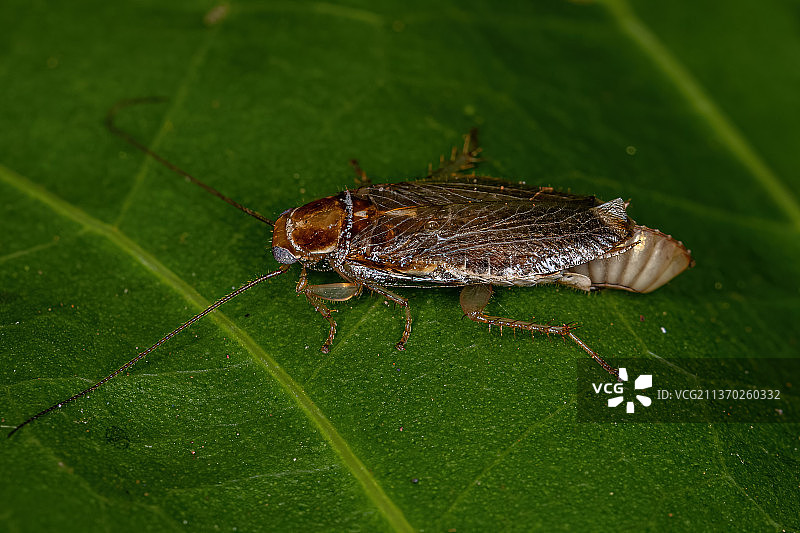 成年雌性木蟑螂在叶子上的特写图片素材