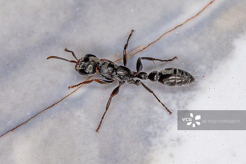 成年红树蚁，特写镜头图片素材