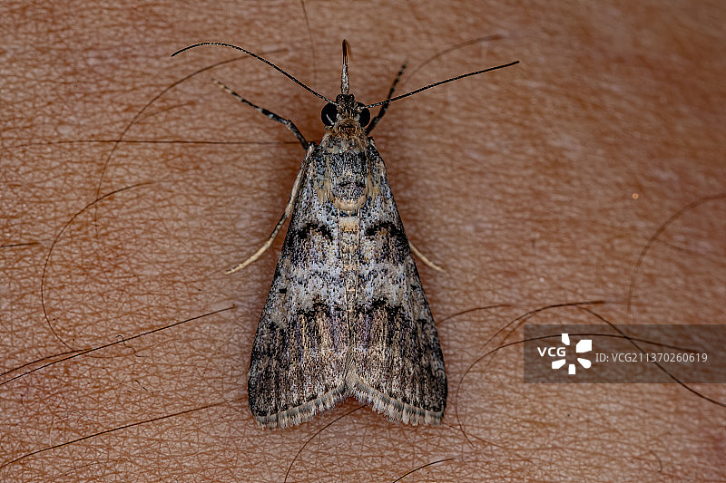 木材上的螟蛾特写图片素材