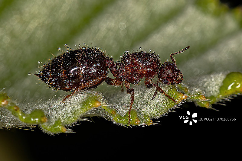 成年雌性有翼鸡尾酒蚁后图片素材