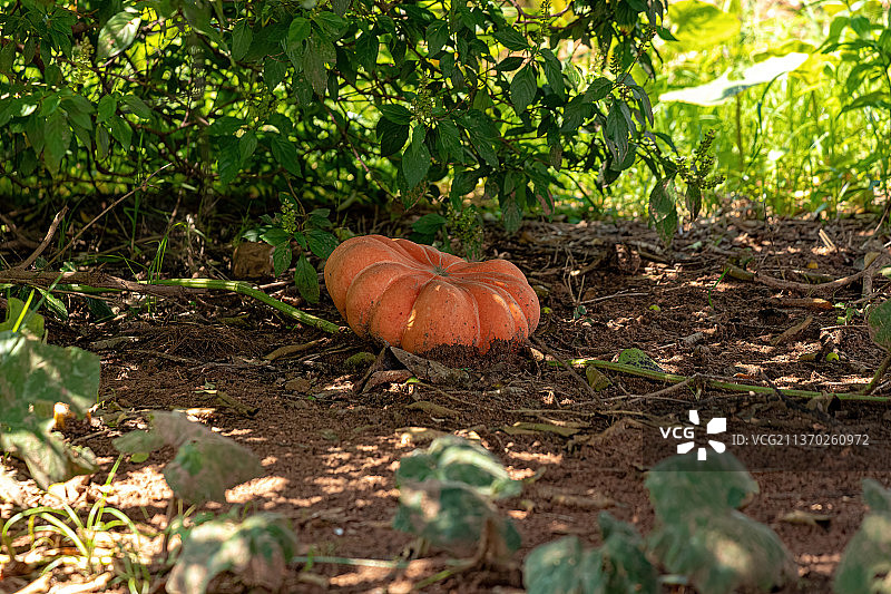 葫芦植物果实，田野上南瓜的特写图片素材