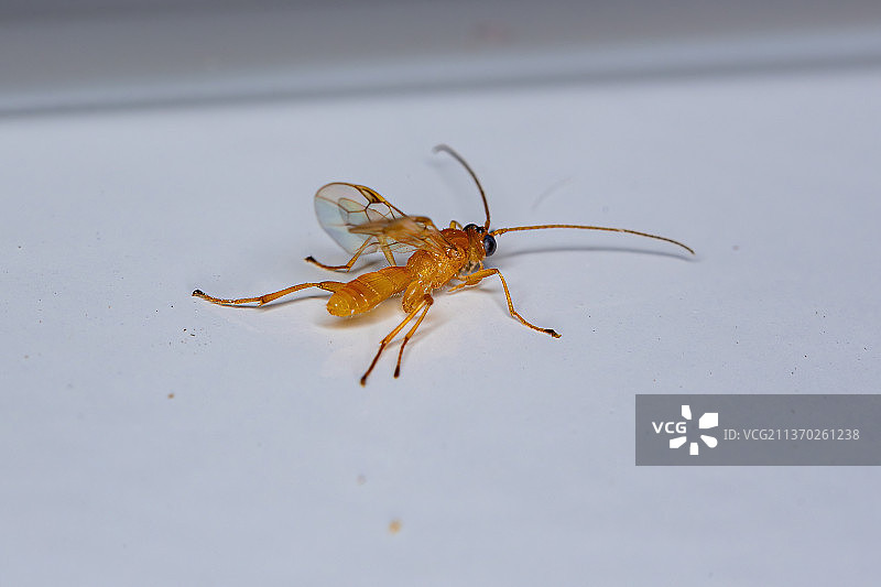 成年姬蜂，白色背景上的蜘蛛特写图片素材