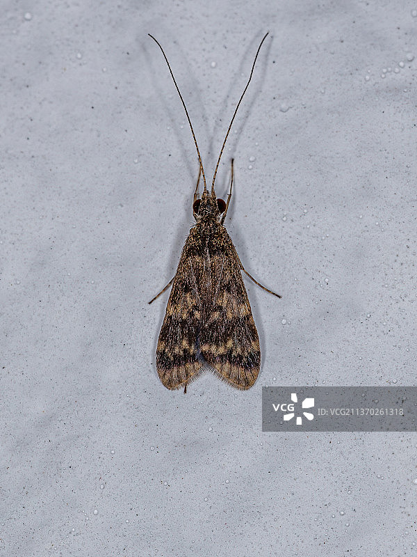 成年丝网襀虫，昆虫在墙上的高角度视图图片素材