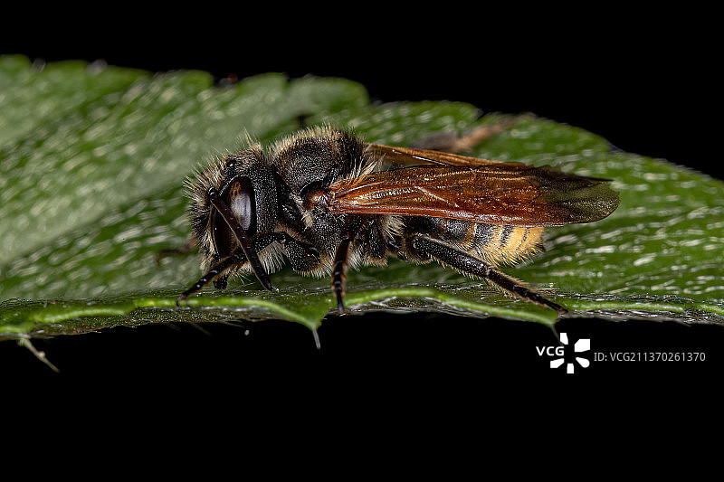 成年黑色蜜蜂，昆虫在叶子上特写图片素材
