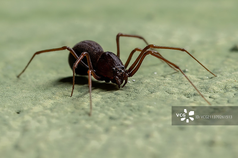 巴西吐丝蜘蛛，叶子上蚂蚁的特写图片素材