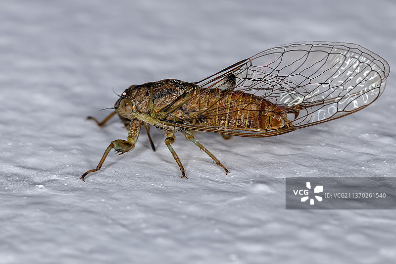 大夹蝉，大理石上昆虫的特写图片素材