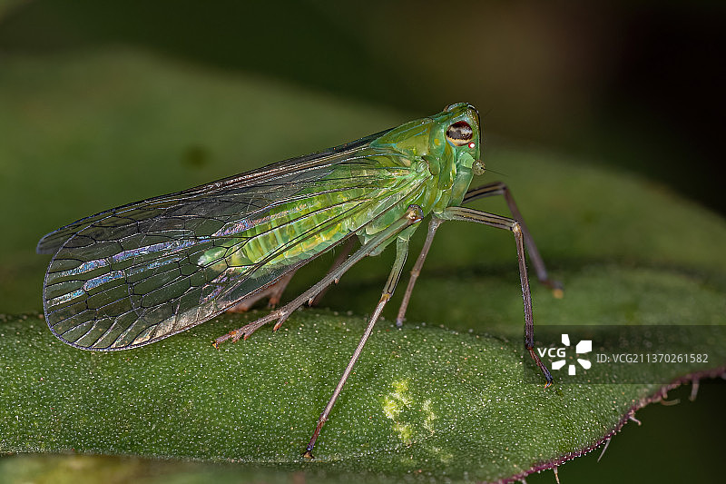 成年绿色网翅蜡蝉，叶子上豆娘的特写图片素材