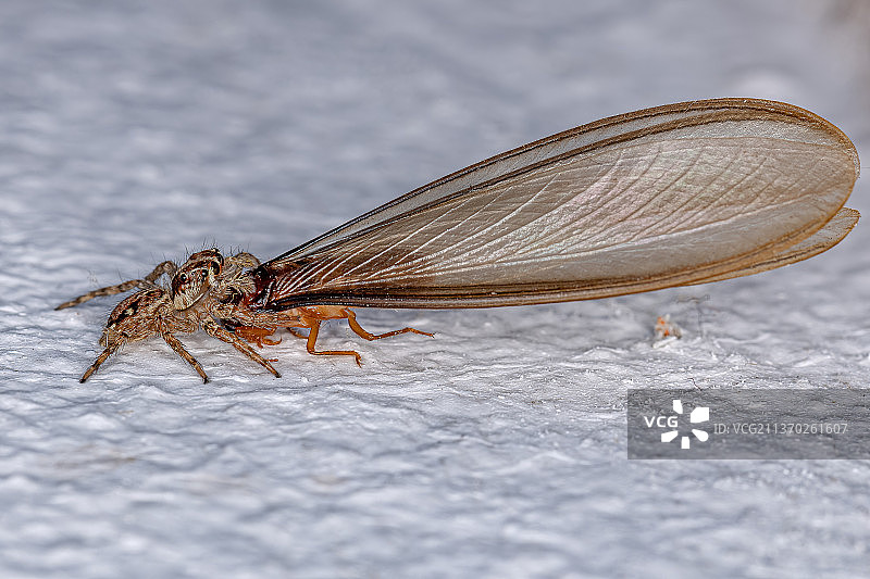 叶子上小型泛热带跳蛛特写图片素材