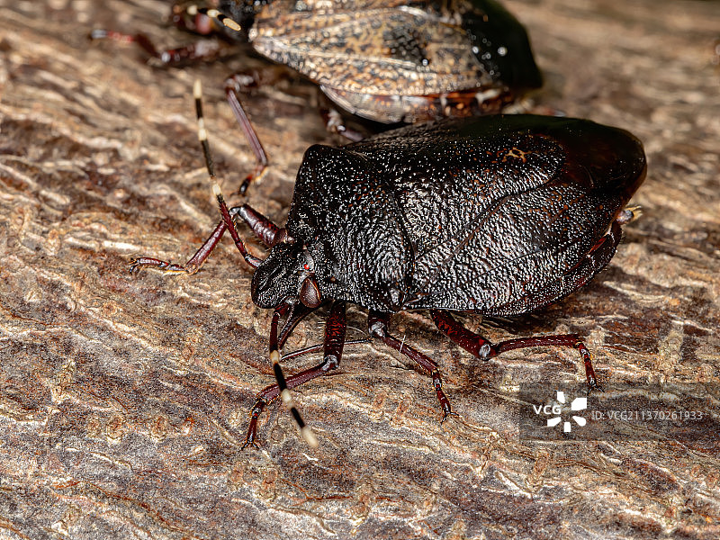巴西椿象特写，木头上昆虫，巴西图片素材