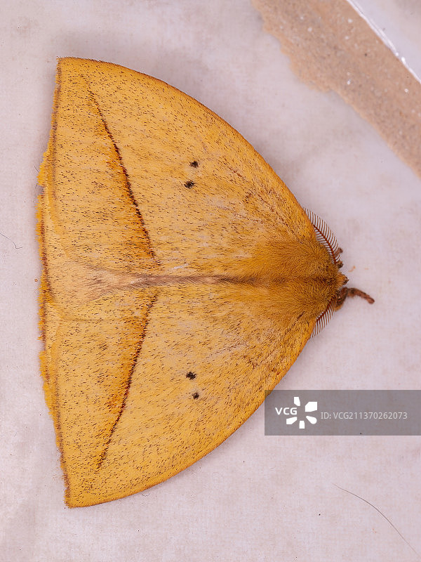 巨型黄色飞蛾，高角度拍摄的桌面树叶图片素材