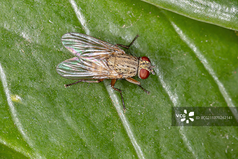 巴西叶子上苍蝇的特写图片素材