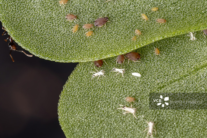 柑橘蚜虫正在吃马齿苋植物图片素材