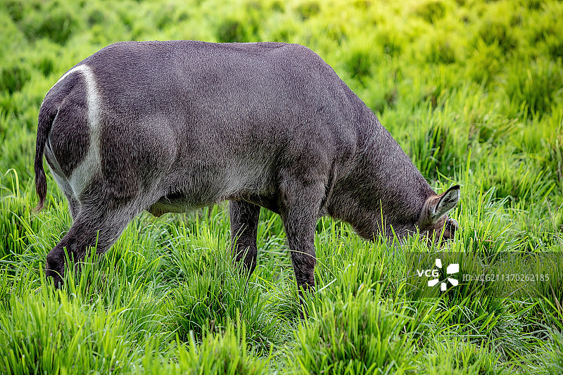 野生水羚，犀牛的侧面，巴西图片素材