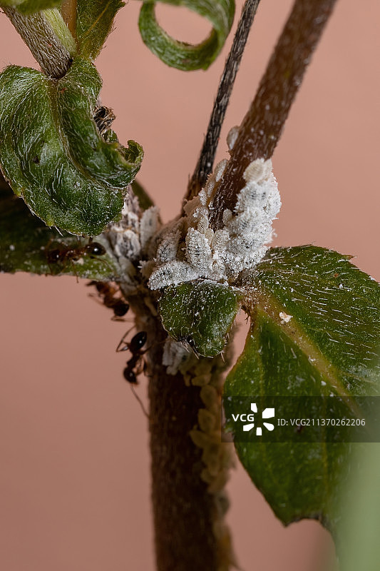 白色粉虱昆虫，冰冻植物特写图片素材